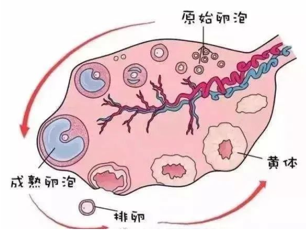 卵泡成熟却不排是怎么回事儿？.jpg